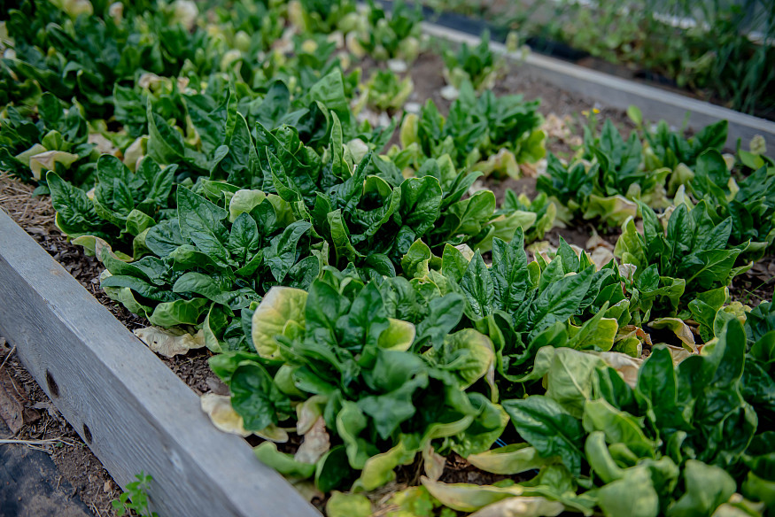 Lettuce grown in the Emory & Henry Garden