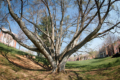 American beech tree that once stood when the MCA Art Gallery is now located.