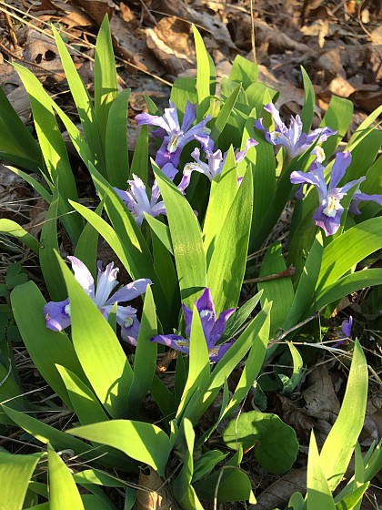 Dwarf purple iris wildflowers