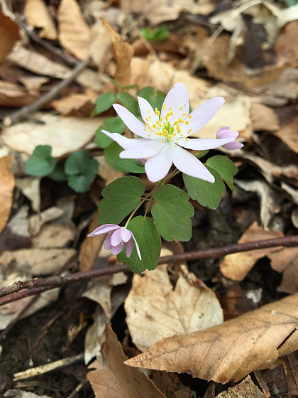 Small pink wildflower