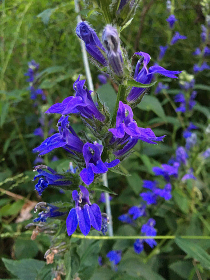 Great blue lobelia is an intensely colored, late-summer wildflower.
