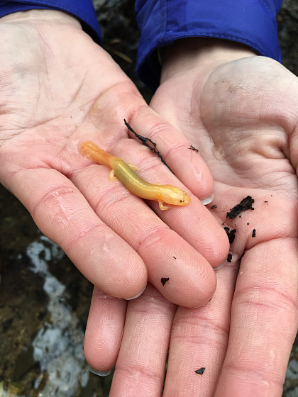 Yellow salamander held in hands.