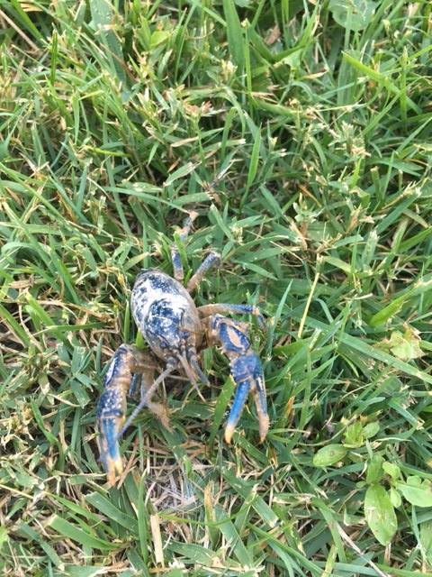 Burrowing crayfish on the grass.