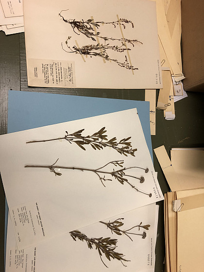 Samples from the Herbarium cabinet.