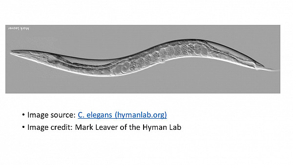 magnified view of C elegans nematode worm