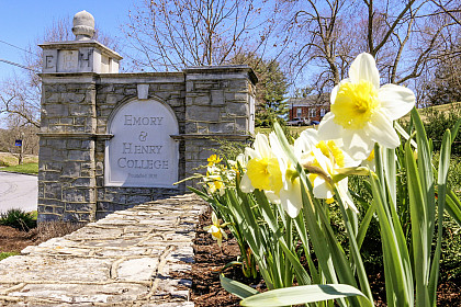 Daffodils blooming at the front gate of Emory & Henry campus.