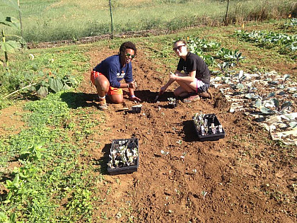 Students planting cabbages.