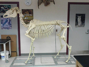 skeleton