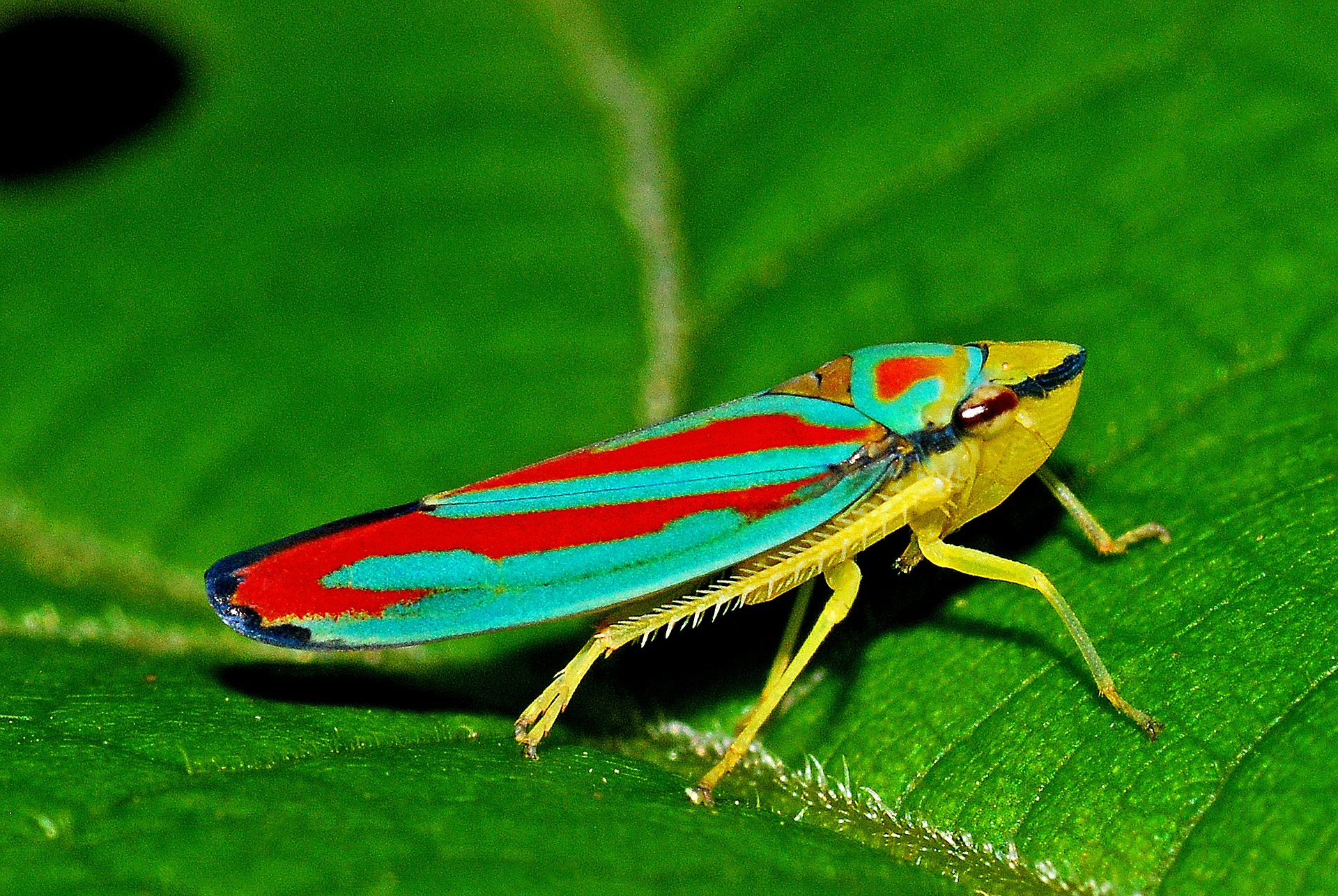 The red-banded leafhopper.