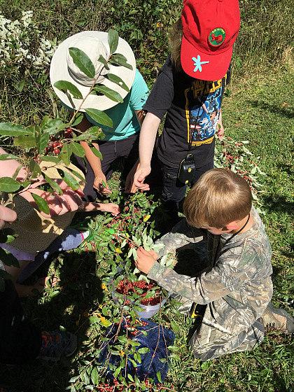 Young scouts picking berries.