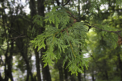 Eastern white cedar leaves