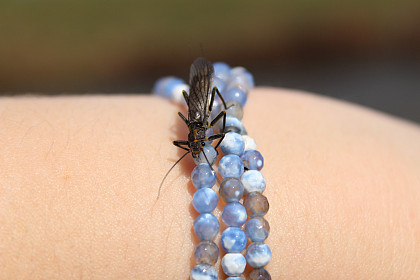 Mature stonefly on a student's bracelet