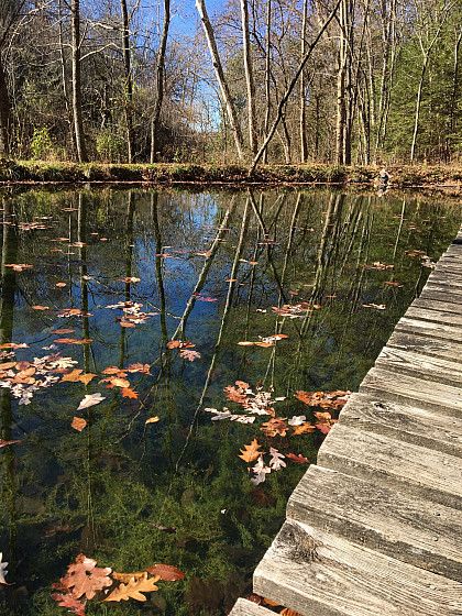Pond with fall leaves at the BCFS