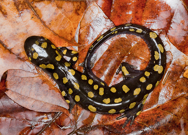 Black and yellow spotted salamander